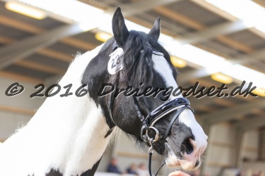  Amigo Skovbjergg  rd 016