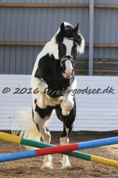  Amigo Skovbjergg  rd 018