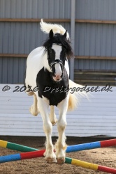  Amigo Skovbjergg  rd 019