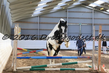  Amigo Skovbjergg  rd 020