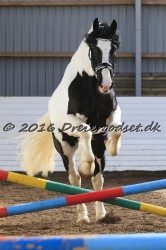  Amigo Skovbjergg  rd 021