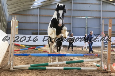  Amigo Skovbjergg  rd 022