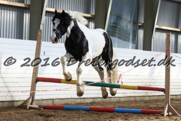  Amigo Skovbjergg  rd 024