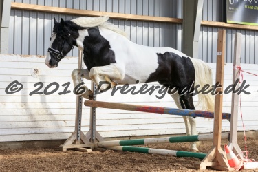  Amigo Skovbjergg  rd 025