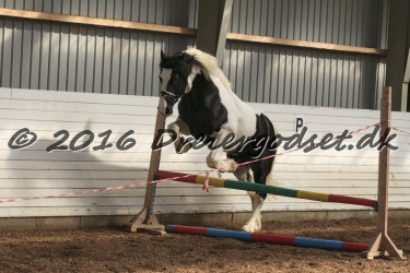  Amigo Skovbjergg  rd 026