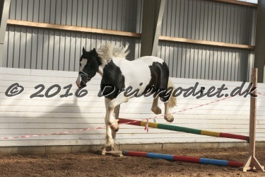  Amigo Skovbjergg  rd 027