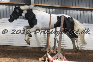  Amigo Skovbjergg  rd 028