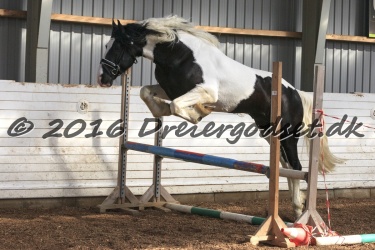  Amigo Skovbjergg  rd 030