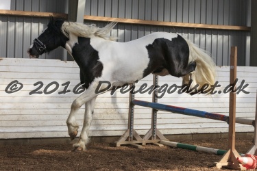  Amigo Skovbjergg  rd 031