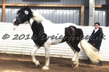  Amigo Skovbjergg  rd 032