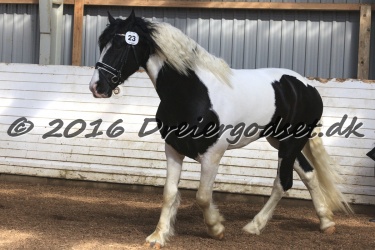  Amigo Skovbjergg  rd 033