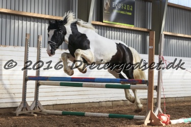  Amigo Skovbjergg  rd 034