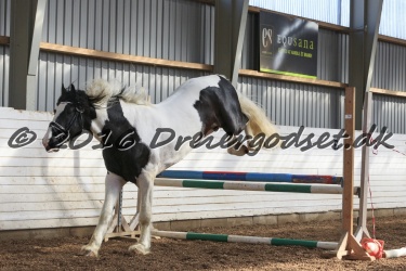  Amigo Skovbjergg  rd 035