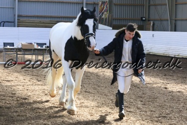  Amigo Skovbjergg  rd 037