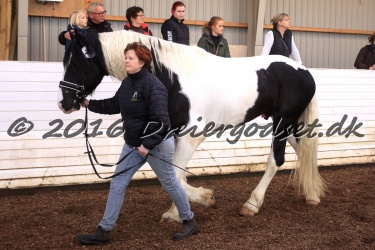  Amigo Skovbjergg  rd 046