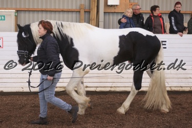  Amigo Skovbjergg  rd 047