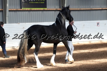 Freikje fan Stald Barok 001