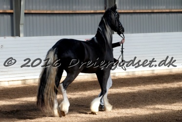 Freikje fan Stald Barok 002