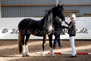 Freikje fan Stald Barok 003