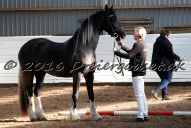 Freikje fan Stald Barok 004