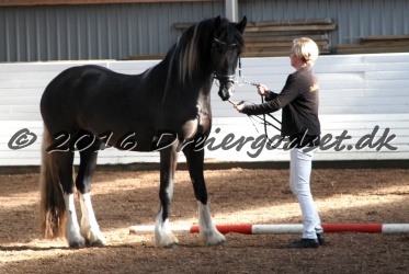 Freikje fan Stald Barok 005