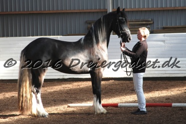 Freikje fan Stald Barok 006