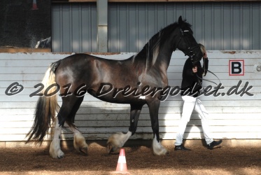 Freikje fan Stald Barok 007