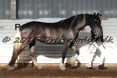 Freikje fan Stald Barok 008