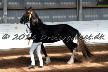 Freikje fan Stald Barok 014