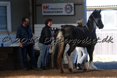 Freikje fan Stald Barok 017