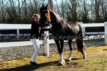 Freikje fan Stald Barok 018