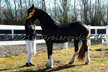 Freikje fan Stald Barok 019