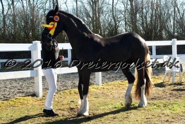 Freikje fan Stald Barok 021