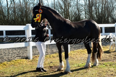 Freikje fan Stald Barok 022