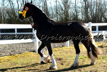 Freikje fan Stald Barok 023