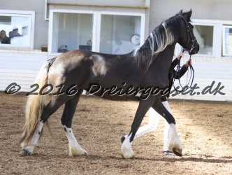 Freikje fan Stald Barok 026