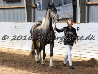 Freikje fan Stald Barok 028