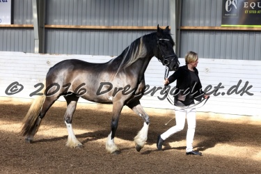 Freikje fan Stald Barok 029