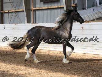 Freikje fan Stald Barok 036