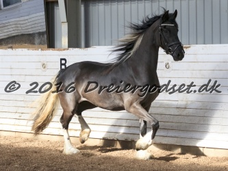 Freikje fan Stald Barok 037