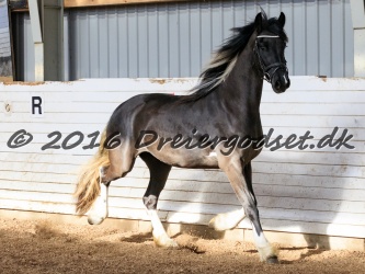 Freikje fan Stald Barok 038