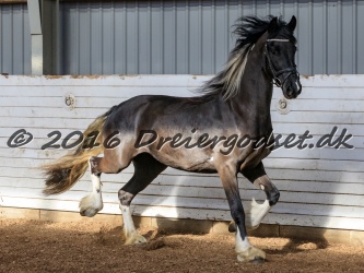 Freikje fan Stald Barok 039