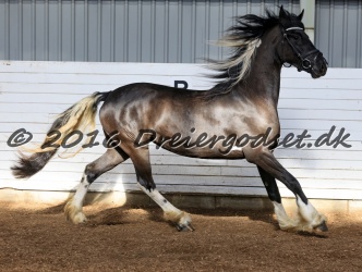 Freikje fan Stald Barok 041