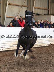 Freikje fan Stald Barok 042