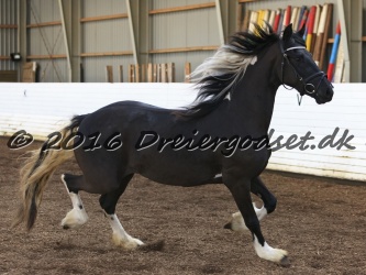 Freikje fan Stald Barok 043