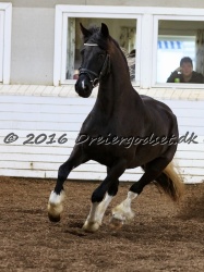 Freikje fan Stald Barok 044