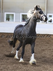 Freikje fan Stald Barok 045