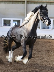 Freikje fan Stald Barok 046