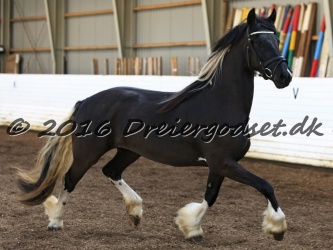 Freikje fan Stald Barok 047