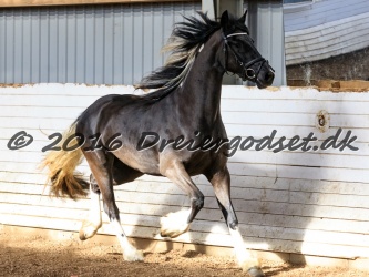 Freikje fan Stald Barok 049